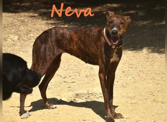 Neva geb. 10/2023 (ESP) - sehr liebes und verschmustes Galgo-Mix Mädchen!