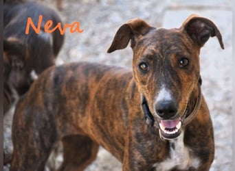 Neva geb. 10/2023 (ESP) - sehr liebes und verschmustes Galgo-Mix Mädchen!