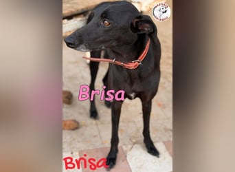 Brisa geb. 05/2019 (ESP) - anhängliche und liebevolle Galgo-Mix Hündin!