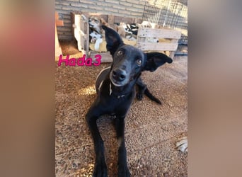 Hada3 geb. 05/2019 (ESP) - zuneigungsvolle und anhängliche Galgo-Mix Hündin!
