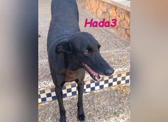 Hada3 geb. 05/2019 (ESP) - zuneigungsvolle und anhängliche Galgo-Mix Hündin!