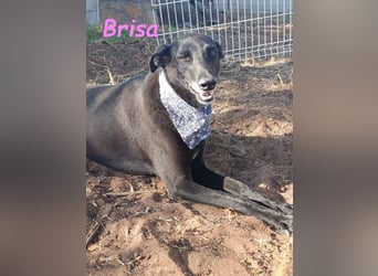 Brisa♥️geb. 05/2019 (ESP) - anhängliche und liebevolle Galgo-Mix Hündin!