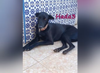 Hada3 geb. 05/2019 (ESP) - zuneigungsvolle und anhängliche Galgo-Mix Hündin!