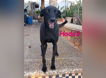 Hada3 geb. 05/2019 (ESP) - zuneigungsvolle und anhängliche Galgo-Mix Hündin!