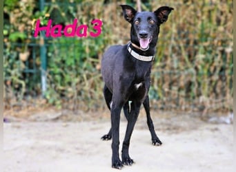 Hada3 geb. 05/2019 (ESP) - zuneigungsvolle und anhängliche Galgo-Mix Hündin!