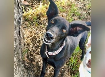 Hada3 geb. 05/2019 (ESP) - zuneigungsvolle und anhängliche Galgo-Mix Hündin!