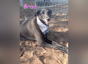 Brisa geb. 05/2019 (ESP) - anhängliche und liebevolle Galgo-Mix Hündin!