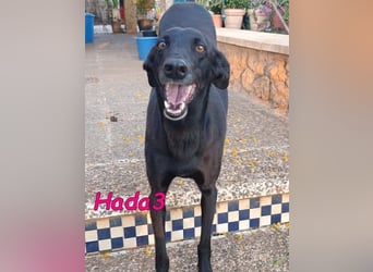 Hada3 geb. 05/2019 (ESP) - zuneigungsvolle und anhängliche Galgo-Mix Hündin!