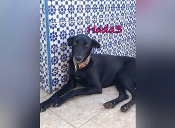 Hada3 geb. 05/2019 (ESP) - zuneigungsvolle und anhängliche Galgo-Mix Hündin!