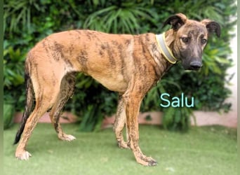 Salu geb. 12/2023 (ESP) - unglaublich liebevoller Galgo-Mix sehnt sich nach einem Zuhause!