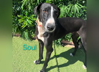 Soul geb. 05/2023 (ESP) - sanfter und liebevoller Galgo-Mix!