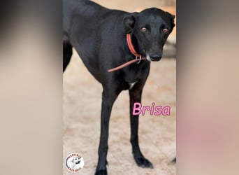 Brisa♥️geb. 05/2019 (ESP) - anhängliche und liebevolle Galgo-Mix Hündin!