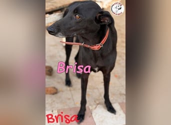 Brisa♥️geb. 05/2019 (ESP) - anhängliche und liebevolle Galgo-Mix Hündin!