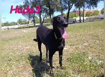 Hada3 geb. 05/2019 (ESP) - zuneigungsvolle und anhängliche Galgo-Mix Hündin!