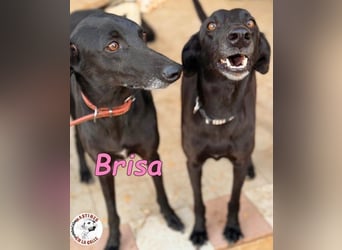 Brisa♥️geb. 05/2019 (ESP) - anhängliche und liebevolle Galgo-Mix Hündin!
