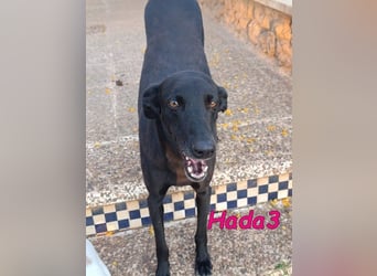 Hada3 geb. 05/2019 (ESP) - zuneigungsvolle und anhängliche Galgo-Mix Hündin!
