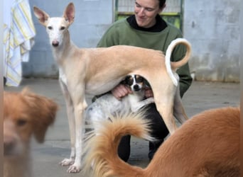 Luna6 geb. 08/2023 (ESP) - menschenbezogene und soziale Galgo Mix Hündin!