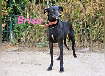 Brisa geb. 05/2019 (ESP) - anhängliche und liebevolle Galgo-Mix Hündin!