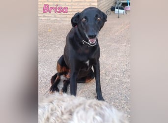 Brisa geb. 05/2019 (ESP) - anhängliche und liebevolle Galgo-Mix Hündin!