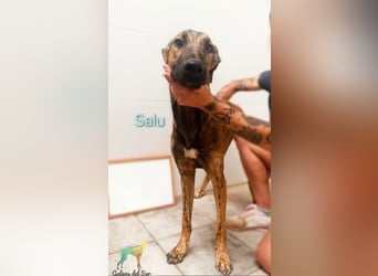 Salu geb. 12/2023 (ESP) - unglaublich liebevoller Galgo-Mix sehnt sich nach einem Zuhause!