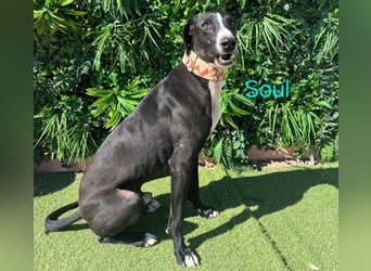Soul geb. 05/2023 (ESP) - sanfter und liebevoller Galgo-Mix!
