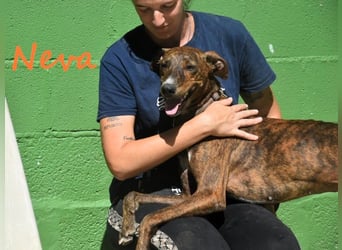 Neva geb. 10/2023 (ESP) - sehr liebes und verschmustes Galgo-Mix Mädchen!
