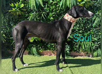 Soul geb. 05/2023 (ESP) - sanfter und liebevoller Galgo-Mix!