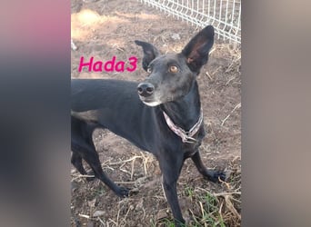 Hada3 geb. 05/2019 (ESP) - zuneigungsvolle und anhängliche Galgo-Mix Hündin!