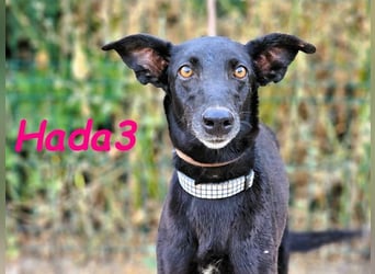 Hada3 geb. 05/2019 (ESP) - zuneigungsvolle und anhängliche Galgo-Mix Hündin!