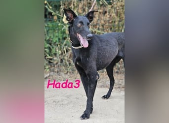 Hada3 geb. 05/2019 (ESP) - zuneigungsvolle und anhängliche Galgo-Mix Hündin!
