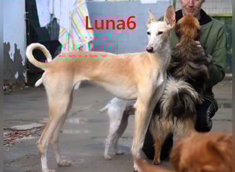 Luna6 geb. 08/2023 (ESP) - menschenbezogene und soziale Galgo Mix Hündin!