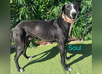 Soul geb. 05/2023 (ESP) - sanfter und liebevoller Galgo-Mix!