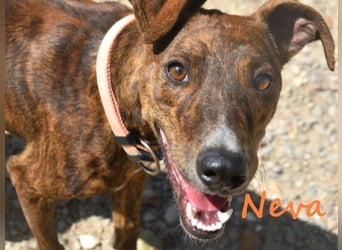 Neva geb. 10/2023 (ESP) - sehr liebes und verschmustes Galgo-Mix Mädchen!