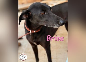 Brisa♥️geb. 05/2019 (ESP) - anhängliche und liebevolle Galgo-Mix Hündin!