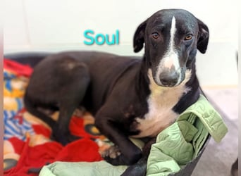 Soul geb. 05/2023 (ESP) - sanfter und liebevoller Galgo-Mix!
