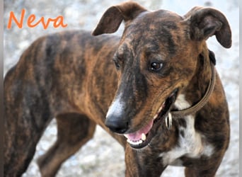 Neva geb. 10/2023 (ESP) - sehr liebes und verschmustes Galgo-Mix Mädchen!