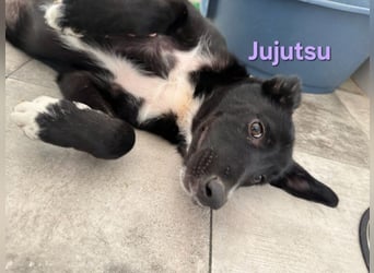 Jujutsu geb. 05/2026 (ESP) - fröhliches, soziales Hundemädchen!