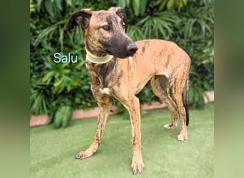 Salu geb. 12/2023 (ESP) - unglaublich liebevoller Galgo-Mix sehnt sich nach einem Zuhause!