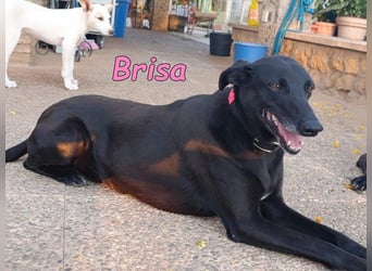 Brisa♥️geb. 05/2019 (ESP) - anhängliche und liebevolle Galgo-Mix Hündin!