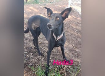 Hada3 geb. 05/2019 (ESP) - zuneigungsvolle und anhängliche Galgo-Mix Hündin!