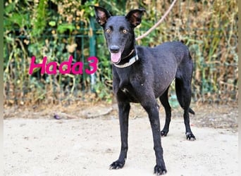 Hada3 geb. 05/2019 (ESP) - zuneigungsvolle und anhängliche Galgo-Mix Hündin!