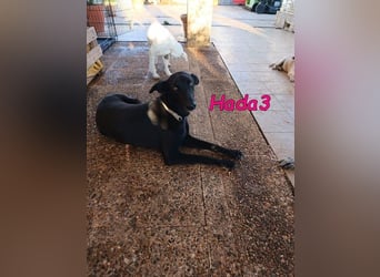 Hada3 geb. 05/2019 (ESP) - zuneigungsvolle und anhängliche Galgo-Mix Hündin!