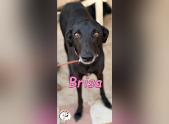 Brisa geb. 05/2019 (ESP) - anhängliche und liebevolle Galgo-Mix Hündin!