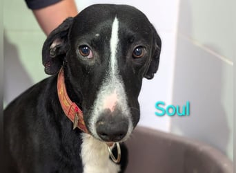Soul geb. 05/2023 (ESP) - sanfter und liebevoller Galgo-Mix!