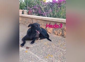 Hada3 geb. 05/2019 (ESP) - zuneigungsvolle und anhängliche Galgo-Mix Hündin!