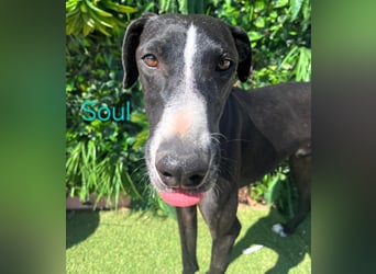 Soul geb. 05/2023 (ESP) - sanfter und liebevoller Galgo-Mix!