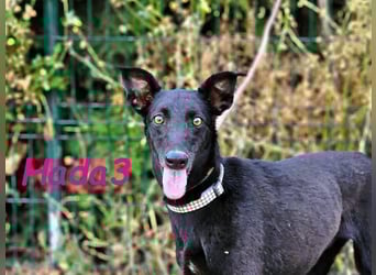 Hada3 geb. 05/2019 (ESP) - zuneigungsvolle und anhängliche Galgo-Mix Hündin!