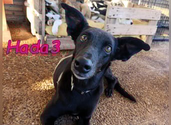 Hada3 geb. 05/2019 (ESP) - zuneigungsvolle und anhängliche Galgo-Mix Hündin!
