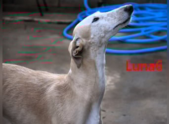 Luna6 geb. 08/2023 (ESP) - menschenbezogene und soziale Galgo Mix Hündin!