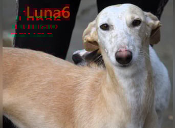 Luna6 geb. 08/2023 (ESP) - menschenbezogene und soziale Galgo Mix Hündin!
